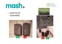 fotosaplicacionmash19 ALMENDRO